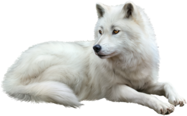 Полярный волк на белом фоне