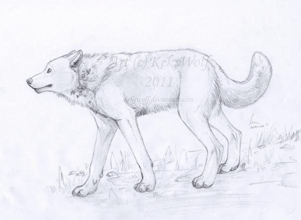 Раскраска Арктический волк