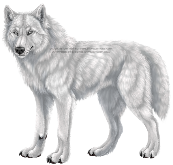 Белый Полярный волк рисунок карандашом