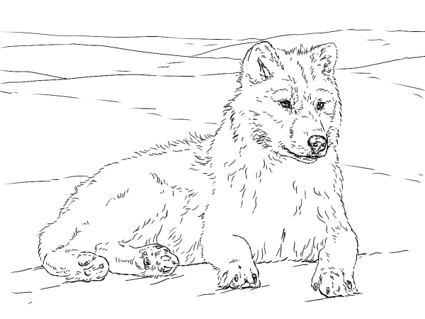 Красный волк раскраска