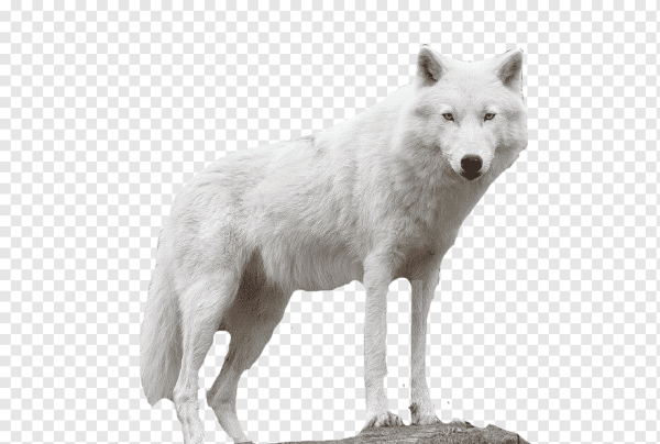 Полярный волк на белом фоне