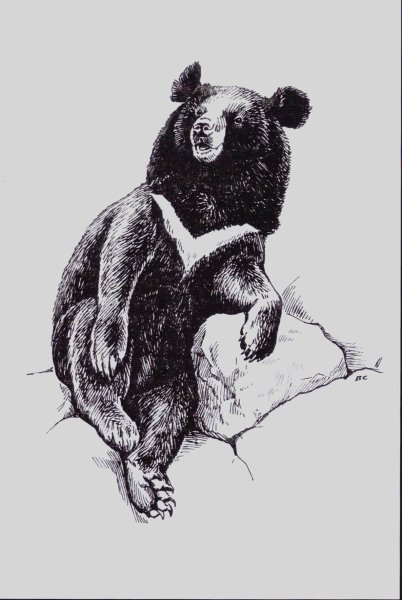 Белогрудый медведь