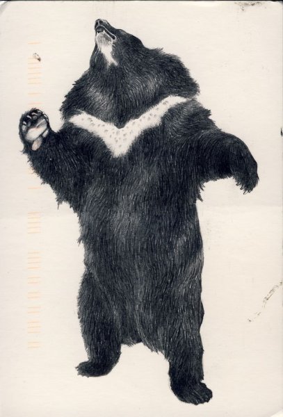 Черный медведь арт