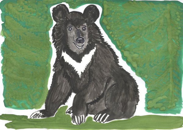 Нарисовать гималайского медведя