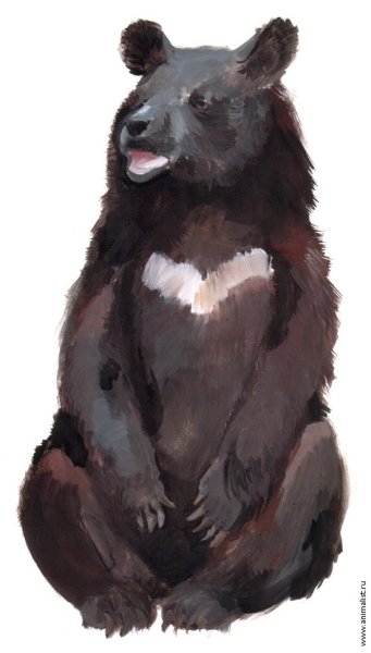 Гималайский медведь