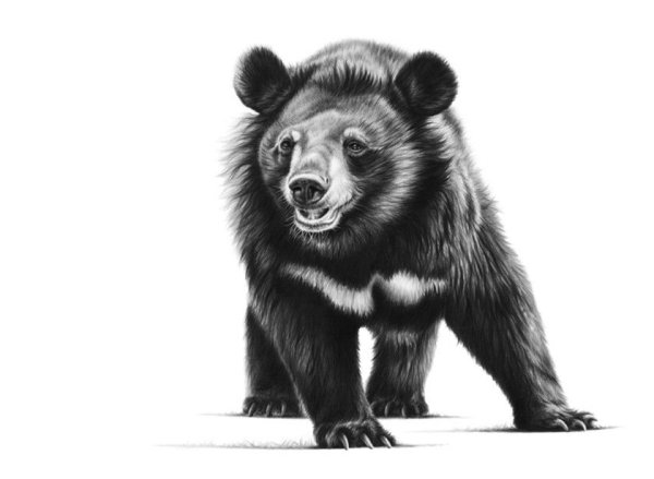 Медведь на белом фоне