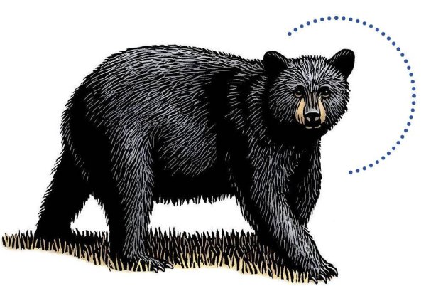 Черный медведь