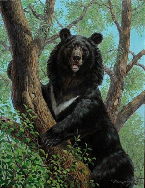 Данчурова медведь