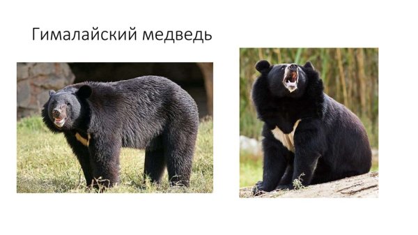 Гималайский медведь