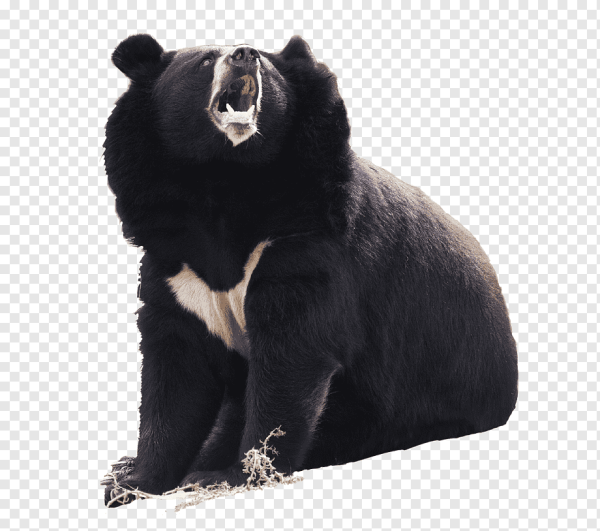 Гималайский медведь белый