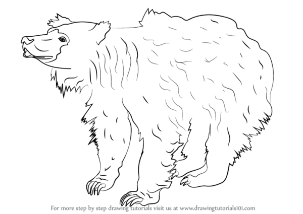 Рисунок медведя губача