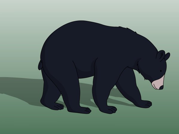 Медвежонок малыш медведя черного