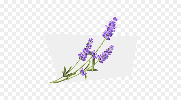 Ветка лаванды вектор