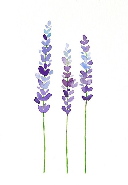 Лаванда референс