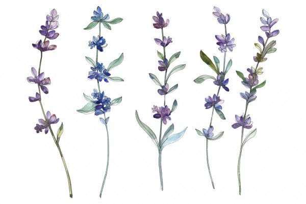 Лаванда тату эскиз