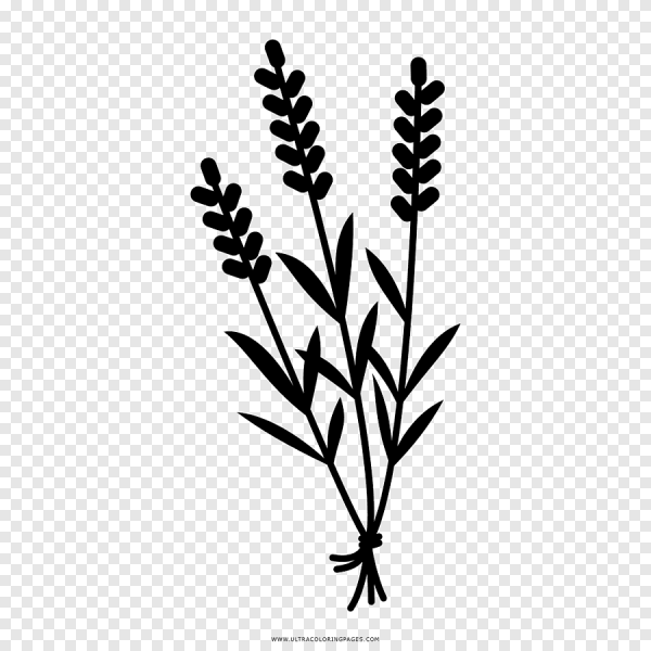 Веточка лаванды эскиз