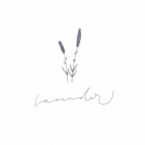 Нарисованная Лаванда на белом фоне