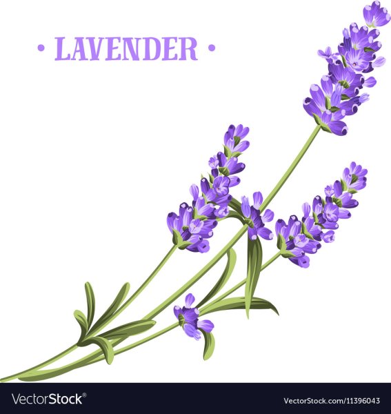 Веточка лаванды логотип