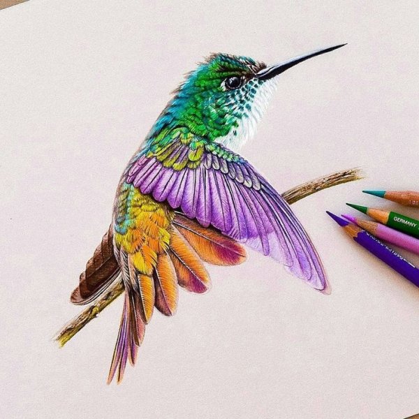 Птицы цветными карандашами