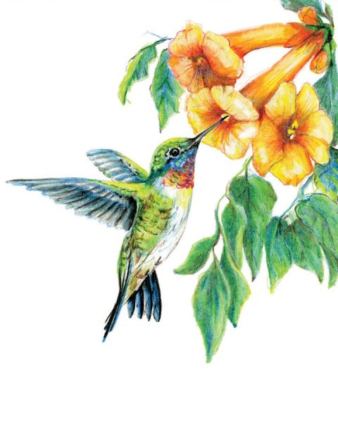 Птицы цветными карандашами