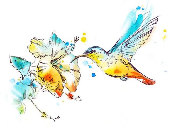 Колибри рисунок