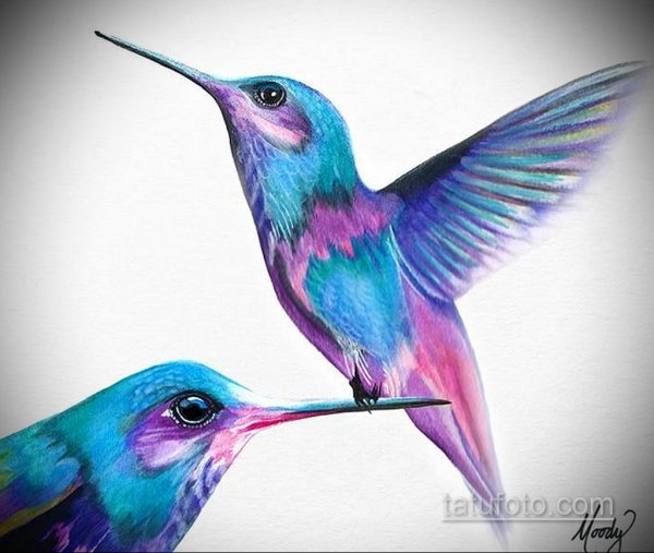 Колибри рисунок