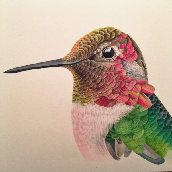 Колибри цветными карандашами