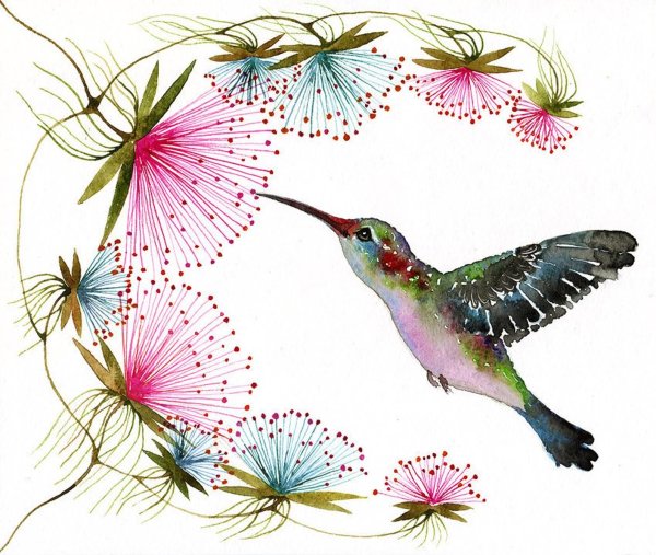 Liola иллюстратор