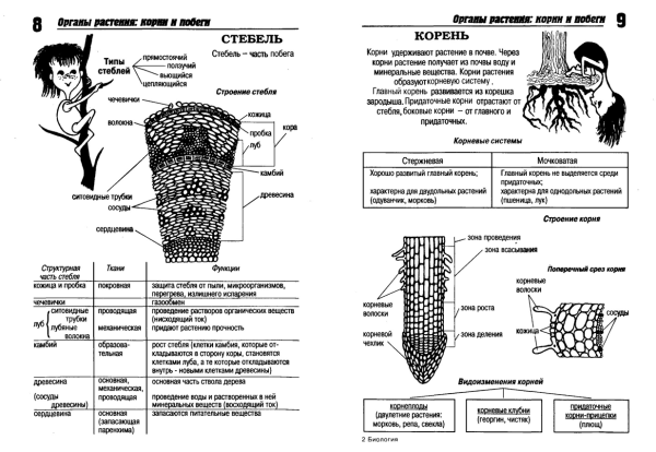 Ботаника для ЕГЭ по биологии в таблицах и схемах