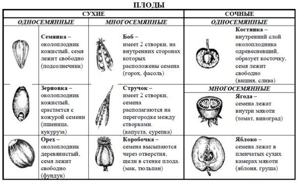Тип плода у растений