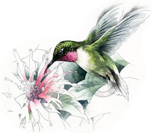 Колибри картинки нарисованные