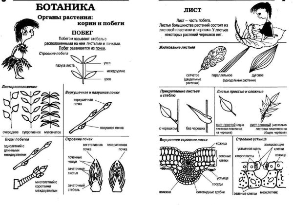 Ботаника для ЕГЭ по биологии в таблицах и схемах