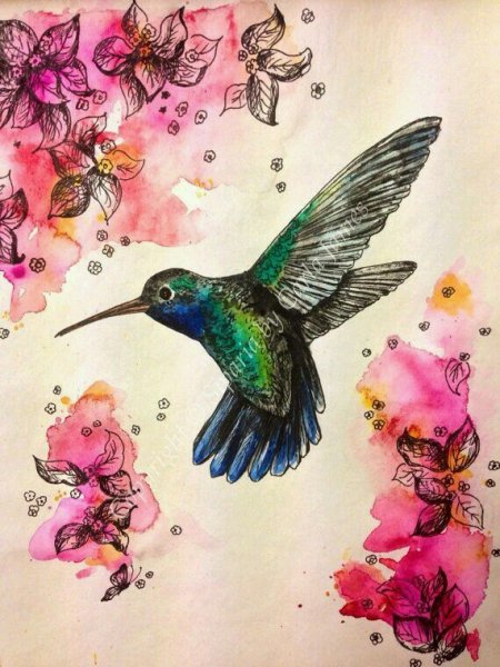 Колибри с цветком цветными карандашами
