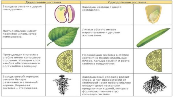 Ботаника для ОГЭ по биологии