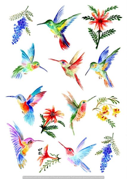 Колибри рисунок
