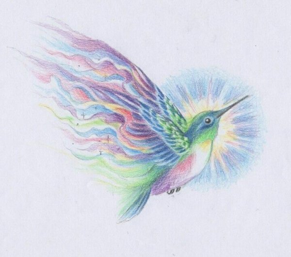 Колибри рисунок карандашом цветной