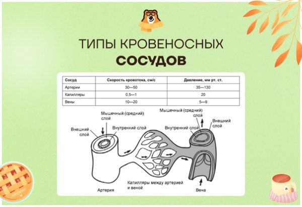 Кровеносная система человека схема ЕГЭ