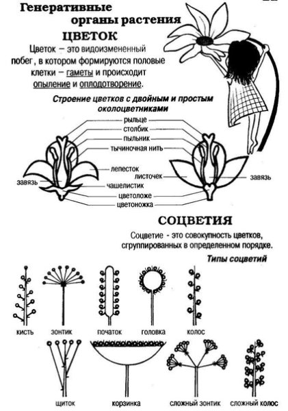 Генеративные органы растений схема