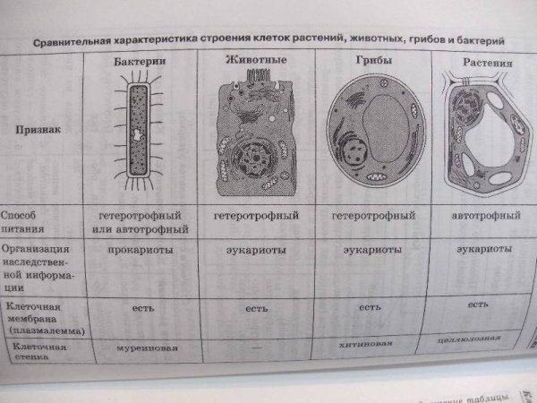 Строение клетки ЕГЭ биология