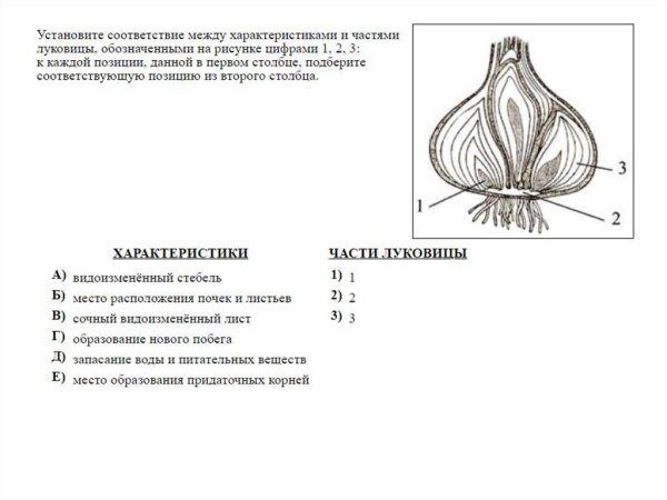 ЕГЭ по биологии задания по ботанике