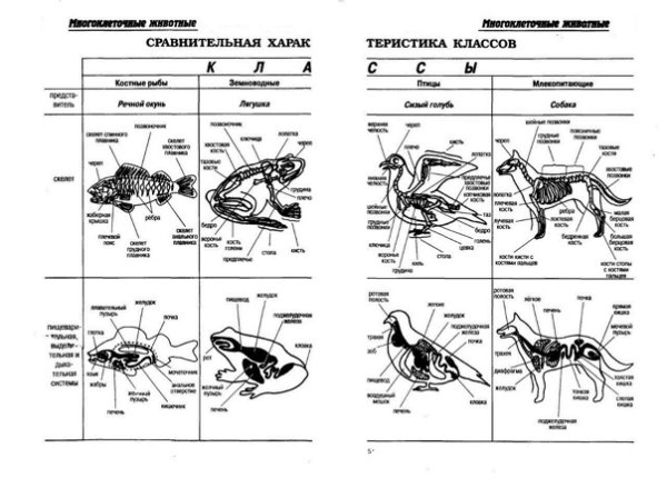 Сравнение скелетов позвоночных животных таблица