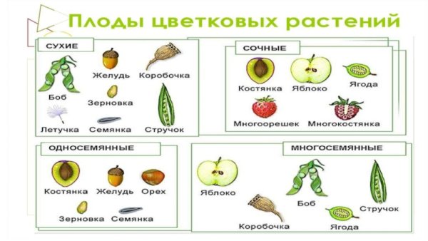Ботаника материал для подготовки