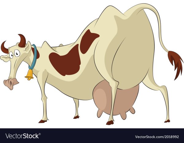 Корова сзади