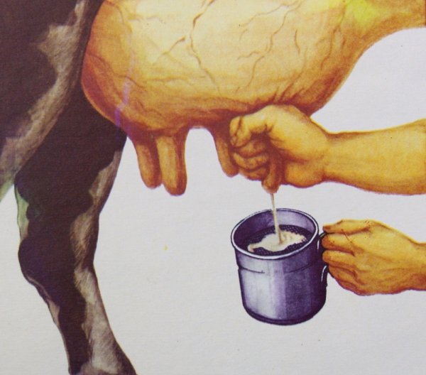 Коровье вымя мультяшное