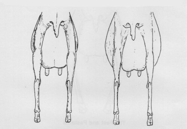 Корова с большим вымем