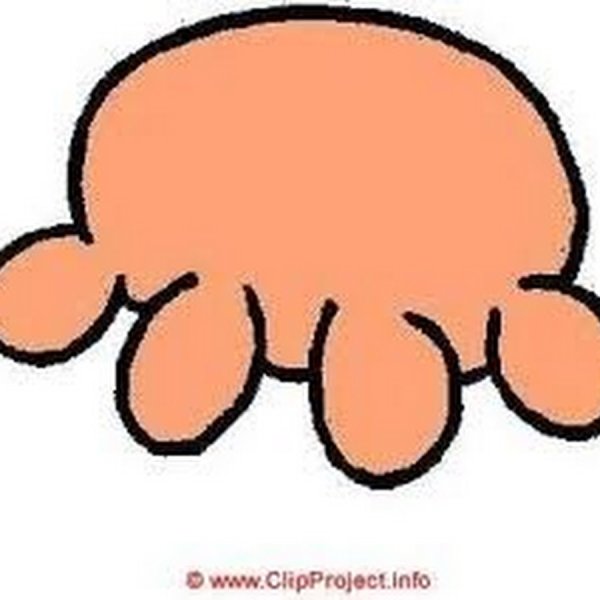 Вымя рисунок