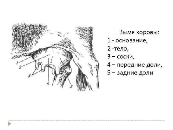 Молочная железа коровы анатомия