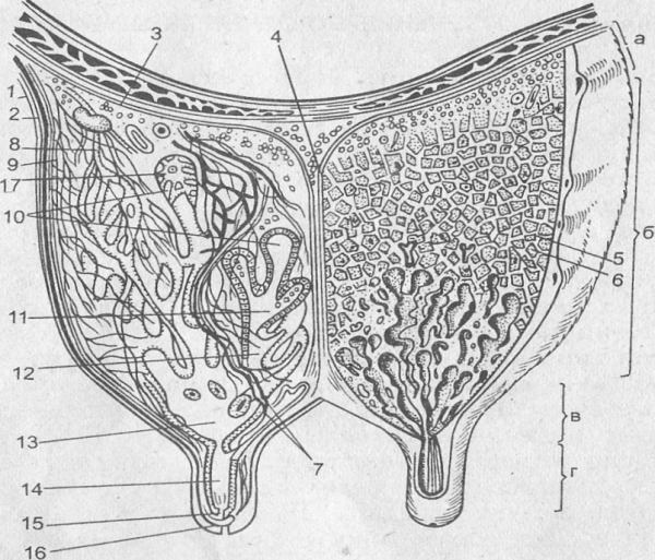 Ласковый теленок двух маток