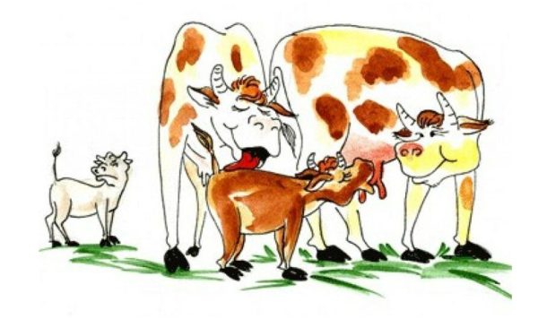 Корова на белом фоне мультяшный