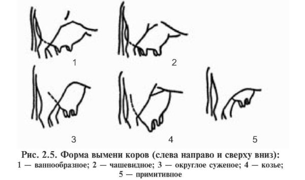 Строение и формы вымени у коровы